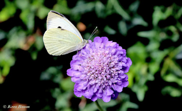 03301-Groot-koolwitje-Pieris-brassicae