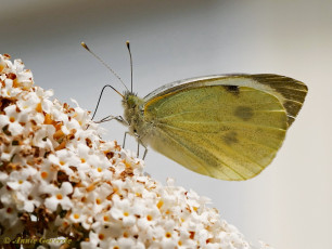 03307- Groot koolwitje - Pieris brassicae