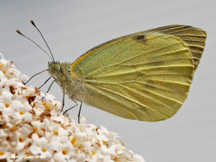 03308- Groot koolwitje - Pieris brassicae