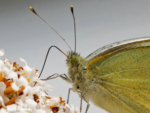 03309- Groot koolwitje - Pieris brassicae