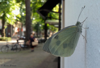 03311- Groot koolwitje - Pieris brassicae