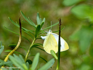 03332-Scheefbloemwitje-Pieris-mannii