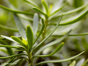 03332B-Scheefbloemwitje-Pieris-mannii