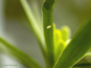 03332C-Scheefbloemwitje-Pieris-mannii