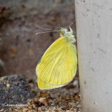 03334Z-Scheefbloemwitje-Pieris-mannii