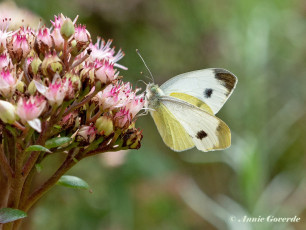 03335-Scheefbloemwitje-Pieris mannii