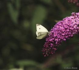 03370-Klein-koolwitje-Pieris-rapae