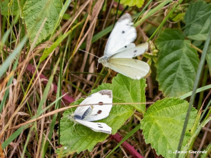 03385-Klein-koolwitje-Pieris-rapa