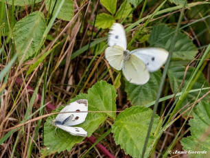 03386-Klein-koolwitje-Pieris-rapa