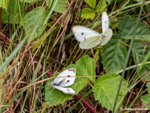 03387-Klein-koolwitje-Pieris-rapa