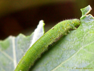 03436-Klein geaderd witje - Pieris napi