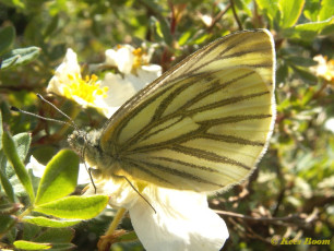 03439-Klein geaderd witje - Pieris napi