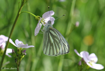 03440B- Klein geaderd witje - Pieris napi