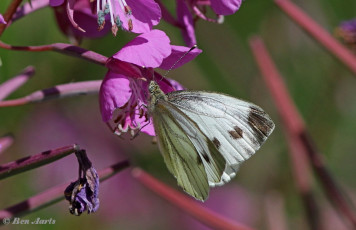 03440C- Klein geaderd witje - Pieris napi