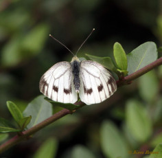 03440D-Klein geaderd witje - Pieris napi