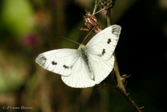 03440E-Klein-geaderd-witje-Pieris-napi