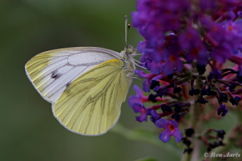 03441A- Klein geaderd witje - Pieris napi