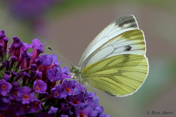 03441B- Klein geaderd witje - Pieris napi