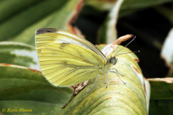 03441C-Klein geaderd witje - Pieris napi