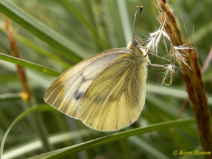 03441D-Klein geaderd witje - Pieris napi