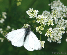 03441G-Klein geaderd witje - Pieris napi