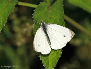 03442-Klein geaderd witje - Pieris napi