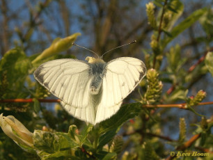 03445-Klein geaderd witje - Pieris napi