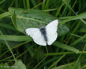 03447-Klein geaderd witje - Pieris napi