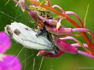 03450-Klein geaderd witje - Pieris napi