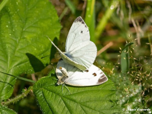 03460-Klein-geaderd-witje-Pieris-napi