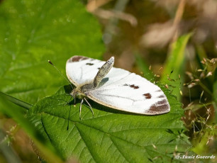 03461-Klein-geaderd-witje-Pieris-napi