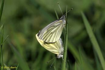 03462-Klein-geaderd-witje-Pieris-napi