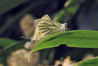 03463-Klein-geaderd-witje-Pieris-napi