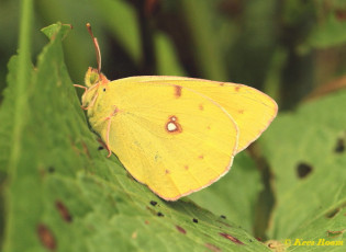 03580-Oranje-luzernevlinder-Colias-croceus