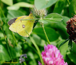 03581-Oranje-luzernevlinder-Colias-croceus