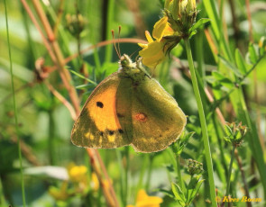 03582-Oranje-luzernevlinder-Colias-croceus