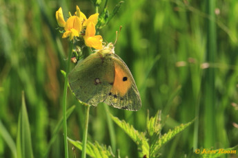 03584-Oranje-luzernevlinder-Colias-croceus