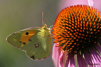 03585-Oranje-luzernevlinder-Colias-croceus