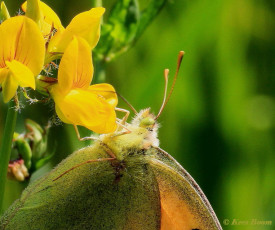 03586-Oranje-luzernevlinder-Colias croceus