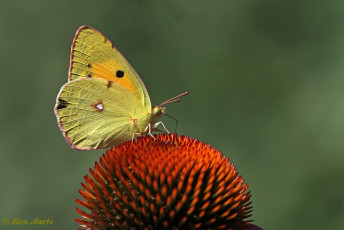 03589-Oranje-luzernevlinder-Colias-croceus