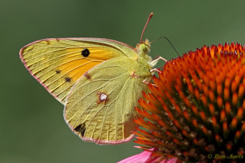 03590-Oranje-luzernevlinder-Colias-croceus