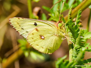 03860- Gele luzernevlinder - Colias hyale