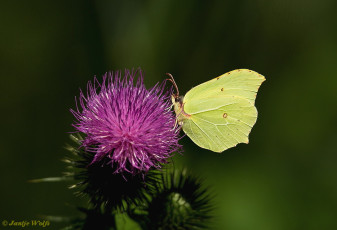 04000-Citroenvlinder - Gonepteryx rhamni