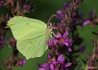 04001- Citroenvlinder - Gonepteryx rhamni