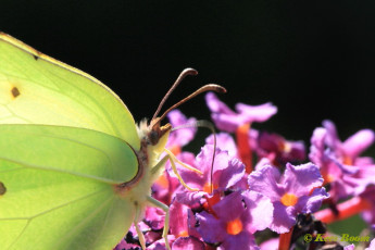 04004-Citroenvlinder - Gonepteryx rhamni