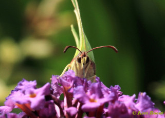 04005-Citroenvlinder - Gonepteryx rhamni