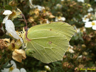 04006-Citroenvlinder - Gonepteryx rhamni