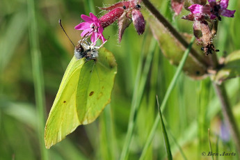 04007C-Citroenvlinder-Gonepteryx-rhamni