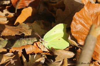 04007T-Citroenvlinder-Gonepteryx-rhamni