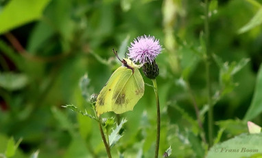 04008K-Citroenvlinder-Conepteryx-rhamni